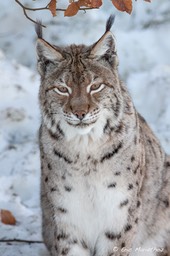 lynx_Bayerischer_Wald-466