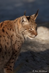 lynx_Bayerischer_Wald-485