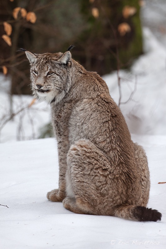 lynx_Bayerischer_Wald-62