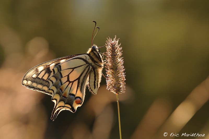 machaon-65