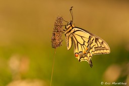 machaon-74