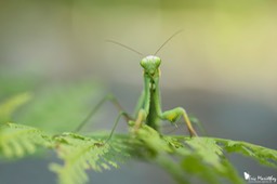 mante_religieuse-16