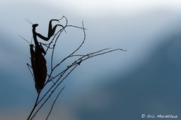 mante_religieuse-405