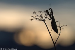 mante_religieuse-468