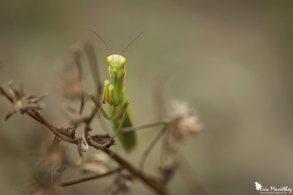 mante_religieuse-832