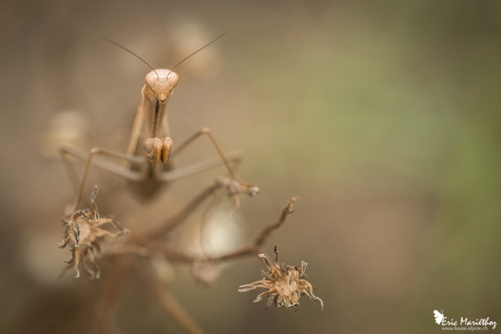 mante_religieuse-908