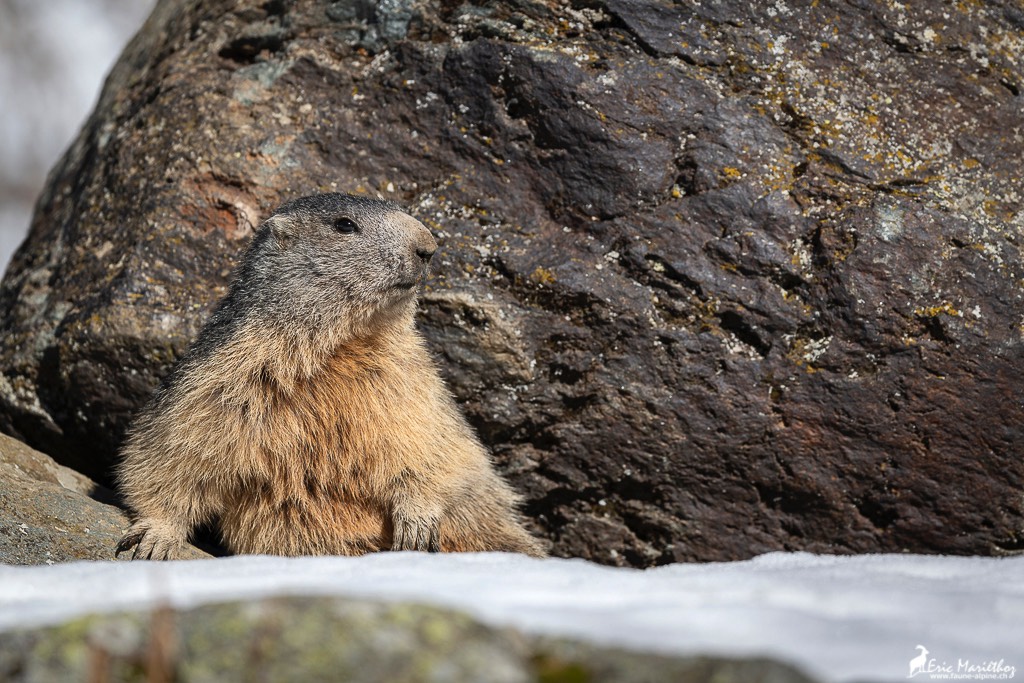 marmotte-109