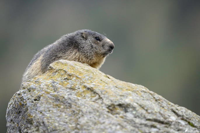 marmotte-1134 2