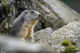 marmotte-1176