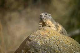 marmotte-1265