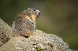 marmotte-1318