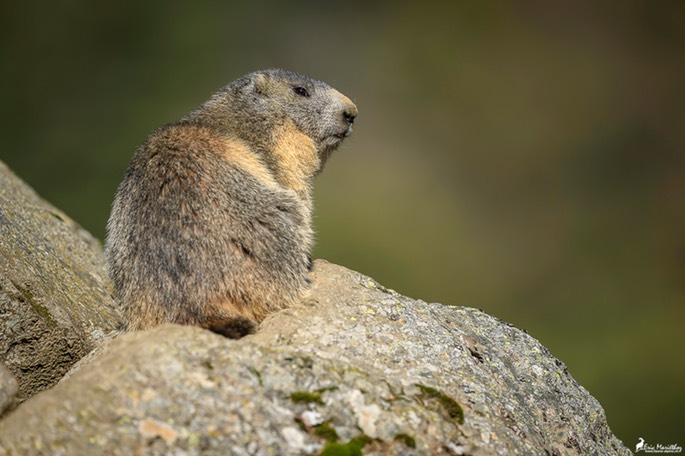 marmotte-1318