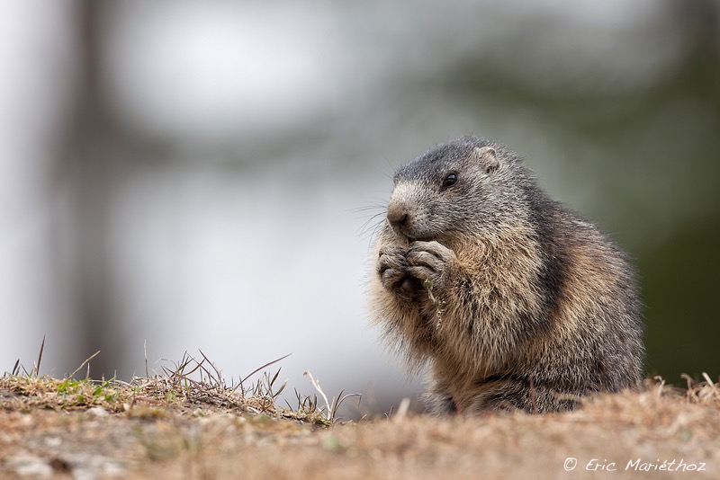 marmotte-151