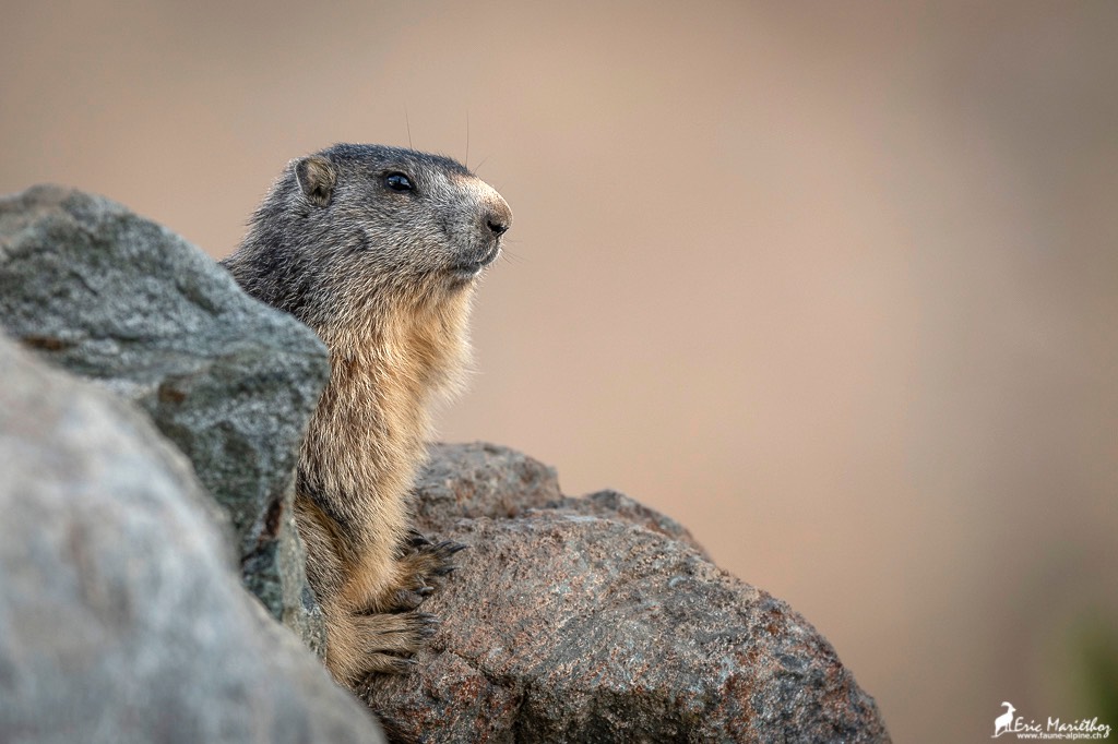 marmotte-178