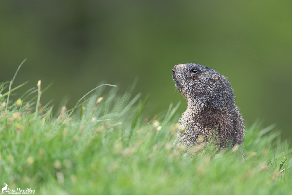 marmotte-1