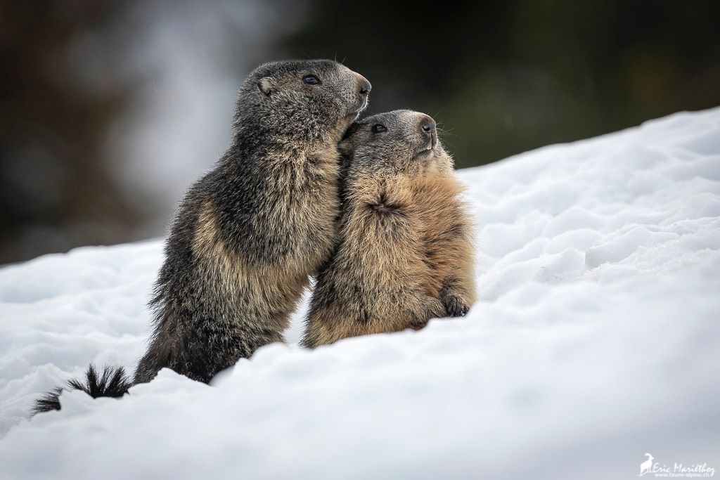marmotte-329