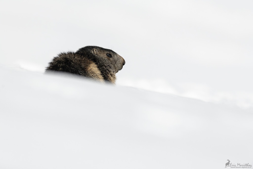 marmotte-360