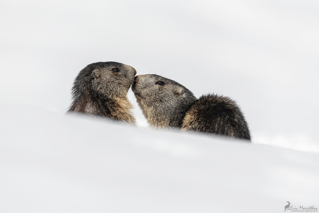 marmotte-383