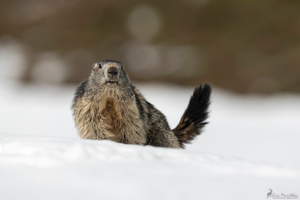 marmotte-384