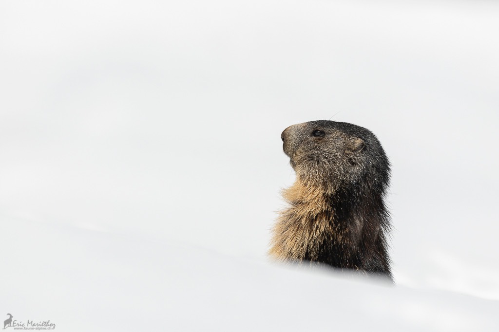 marmotte-390
