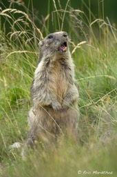 marmotte-704