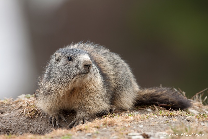 marmotte-74
