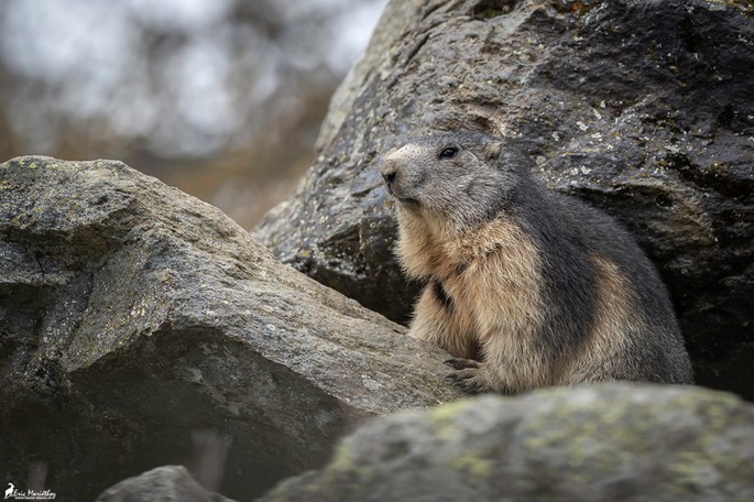 marmotte-830