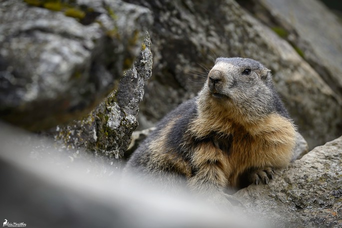 marmotte-978