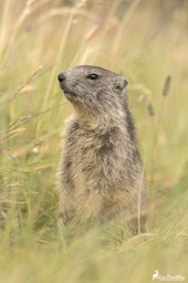 marmotton-2104