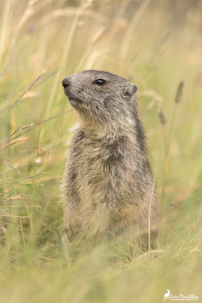 marmotton-2104