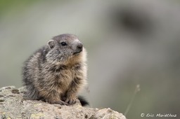 marmotton-338