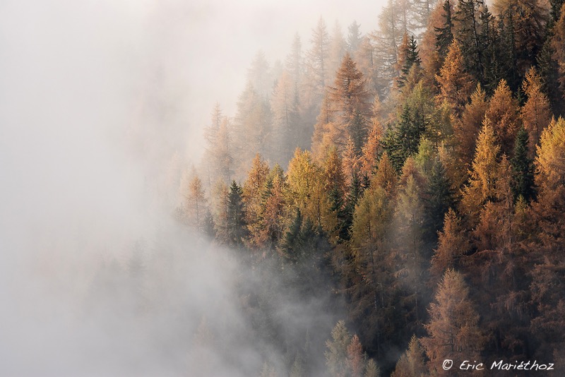 meleze_automne-3