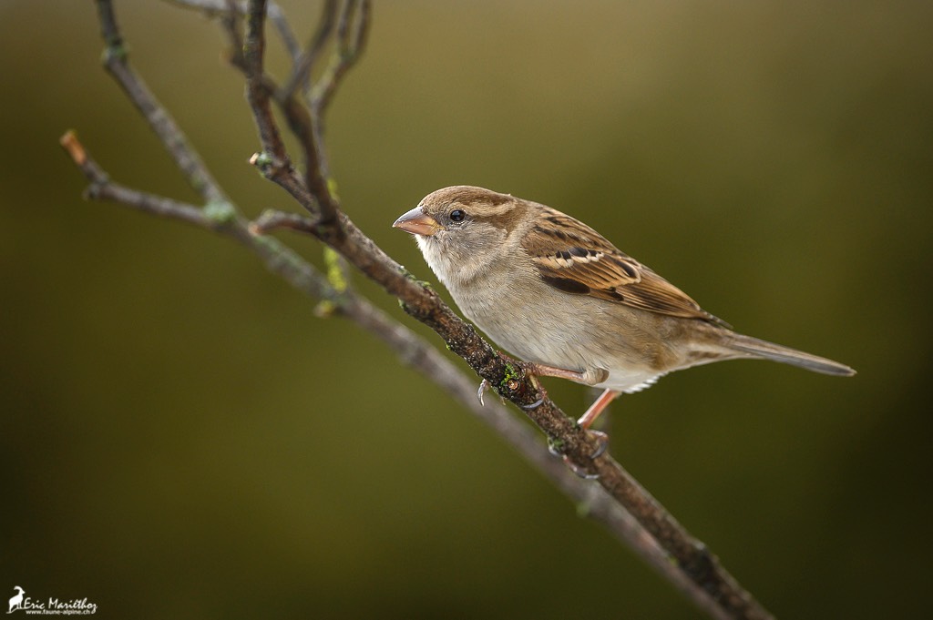 moineau_domestique-10