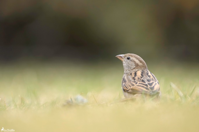 moineau_domestique-111-Avec accentuation-Bruit