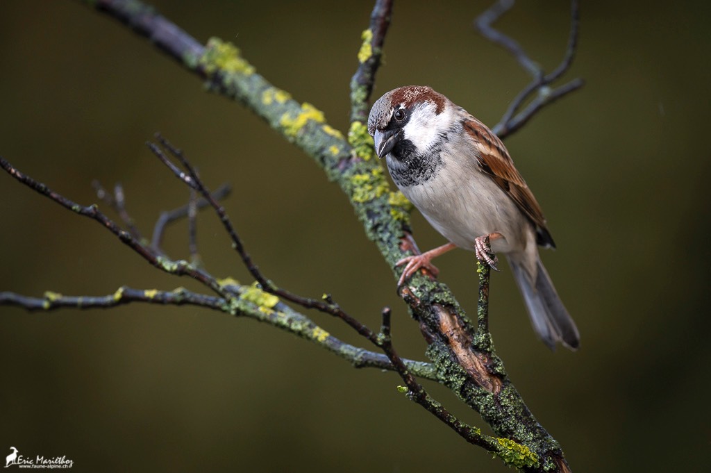 moineau_domestique-12