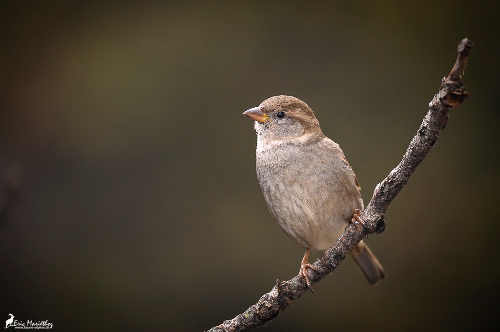 moineau_domestique-14