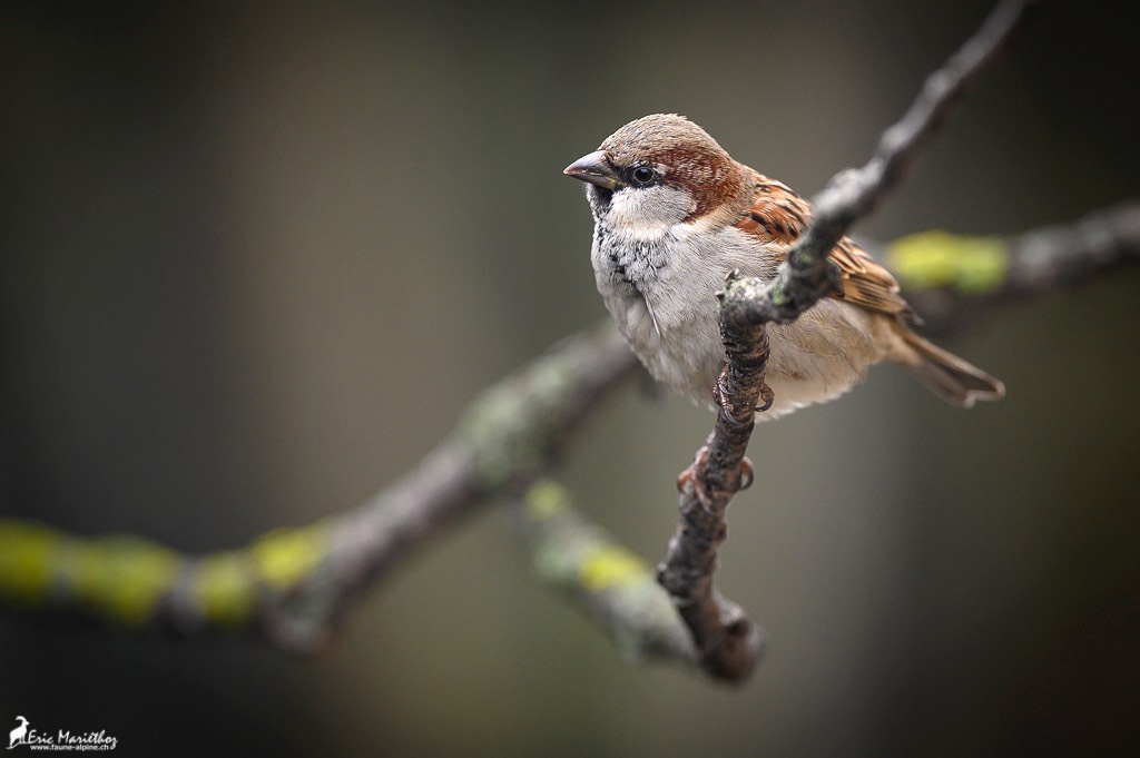 moineau_domestique-15