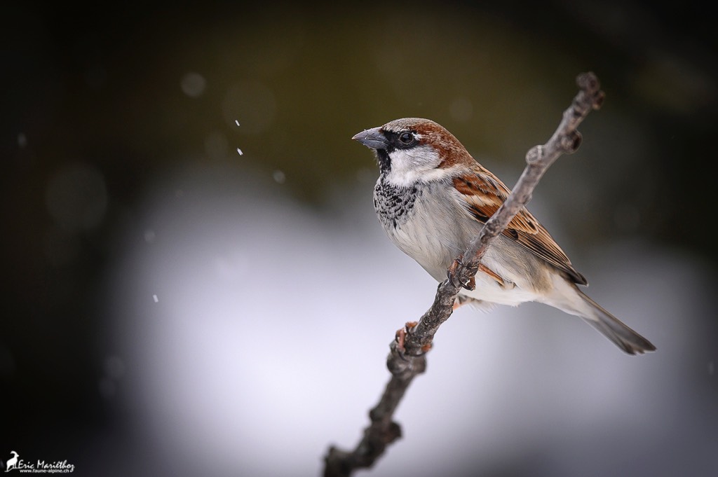 moineau_domestique-1