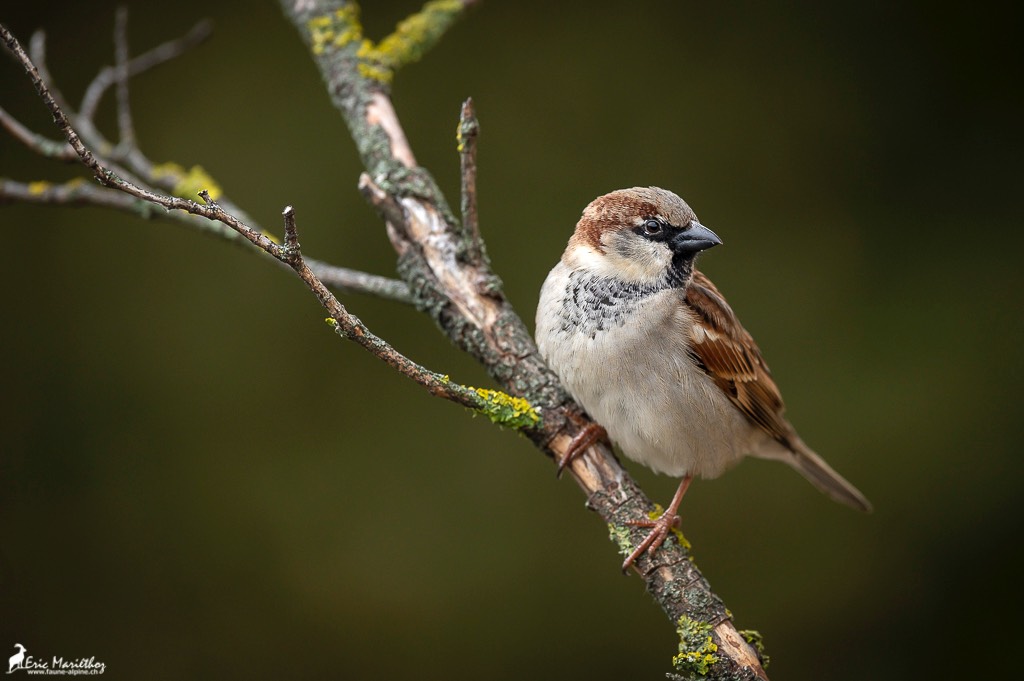 moineau_domestique-23