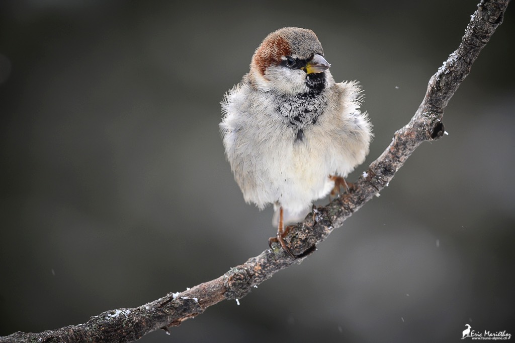 moineau_domestique-32