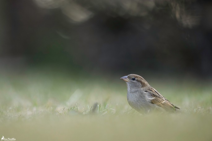 moineau_domestique-84-Avec accentuation-Bruit