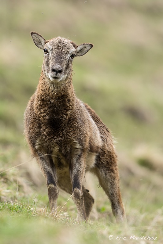 mouflon-189