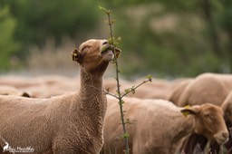mouton-15