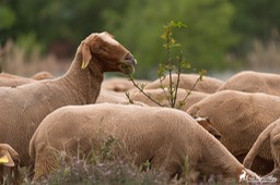 mouton-4