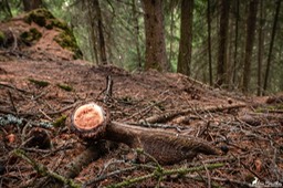 mue_cerf_2019-4