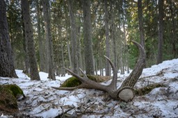 mue_cerf_2025-733