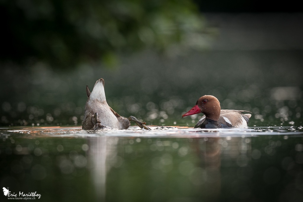 nette_rousse-5