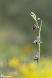 ophrys_becasse-89