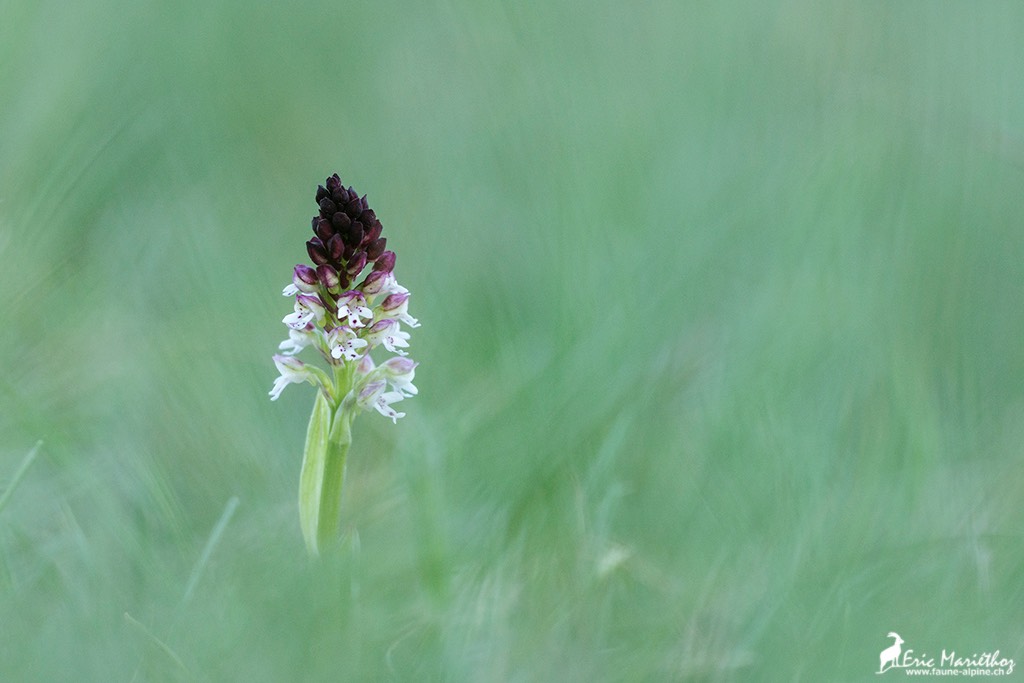 orchis_brule-25