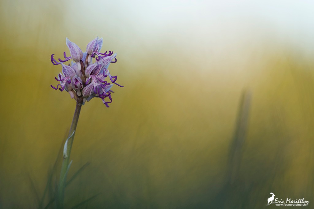 orchis_singe-12